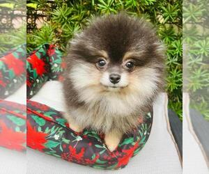 Pomeranian Puppy for sale in SUNNY ISL BCH, FL, USA