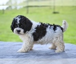 Small #1 ShihPoo