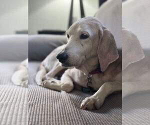 Beagle Dogs for adoption in Tampa, FL, USA