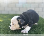 Small Photo #14 English Bulldog Puppy For Sale in FRESNO, CA, USA