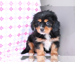 Cavalier King Charles Spaniel-Mutt Mix Puppy for sale in SHILOH, OH, USA