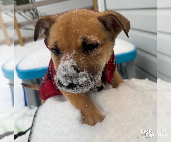 Medium Photo #7 Mutt Puppy For Sale in Washington, DC, USA