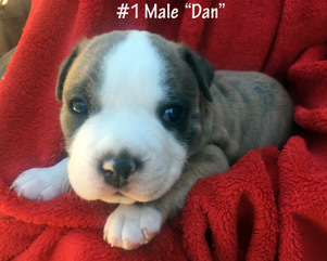 Medium Photo #4 American Pit Bull Terrier Puppy For Sale in WILLIAMS, AZ, USA