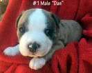 Small Photo #4 American Pit Bull Terrier Puppy For Sale in WILLIAMS, AZ, USA