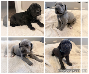 Great Dane Litter for sale in OLATHE, CO, USA