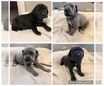 Small Photo #1 Great Dane Puppy For Sale in OLATHE, CO, USA