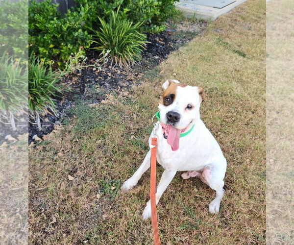 Medium Photo #18 Boxer-Unknown Mix Puppy For Sale in Rosenberg, TX, USA