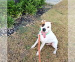 Small #17 Boxer Mix