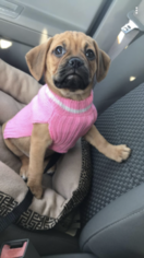 Puggle Puppy for sale in HATFIELD, PA, USA