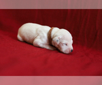 Small Photo #6 Dalmatian Puppy For Sale in KATY, TX, USA