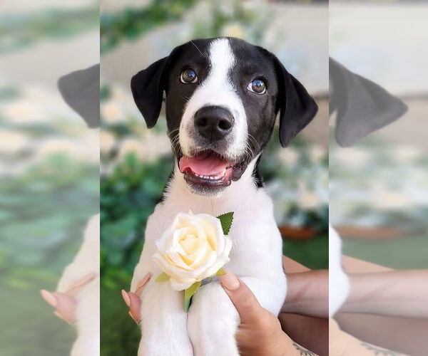 Medium Photo #4 Great Pyrenees Puppy For Sale in Spring, TX, USA