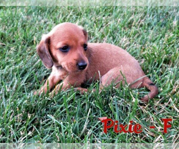 Medium Photo #6 Dachshund Puppy For Sale in NEW HOLLAND, PA, USA
