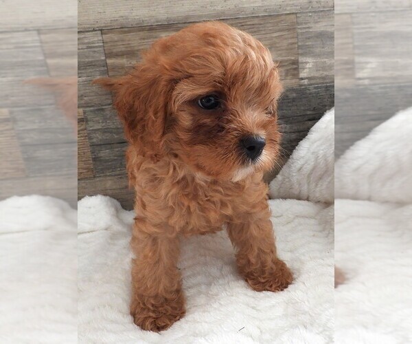 Medium Photo #19 Cavapoo Puppy For Sale in CARLISLE, KY, USA