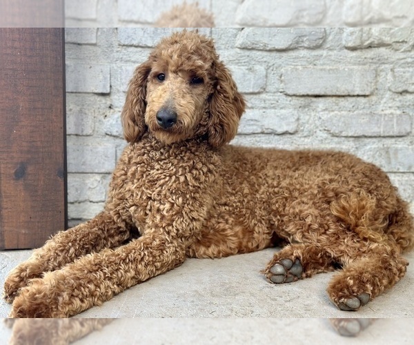 Medium Photo #4 Goldendoodle Puppy For Sale in POWELL, TN, USA