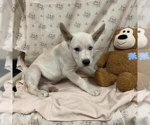 Siberian Husky-Unknown Mix Dogs for adoption in Modesto, CA, USA