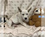 A614660 - Male Siberian Husky-Unknown Mix Dog for Adoption - Small photo