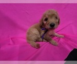 Small #3 Goldendoodle