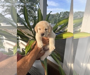 Labrador Retriever Puppy for sale in EDGEWATER, MD, USA