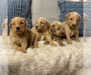 Labradoodle Puppy for sale in LEITCHFIELD, KY, USA