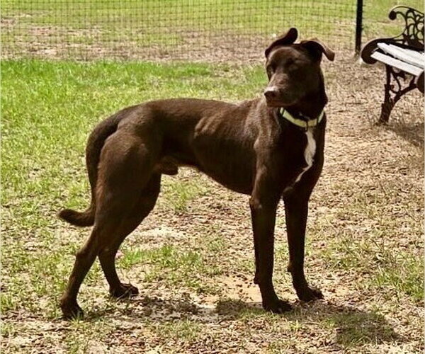 Medium Photo #4 Great Dane-Labrador Retriever Mix Puppy For Sale in Brewster, NY, USA