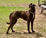 Small #3 Great Dane-Labrador Retriever Mix
