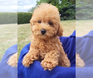 Poodle (Toy) Puppy for sale in MILLERSBURG, IN, USA