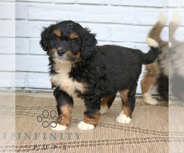 Medium Photo #1 Bernedoodle (Miniature) Puppy For Sale in NARVON, PA, USA