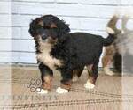 Image preview for Ad Listing. Nickname: Dakota