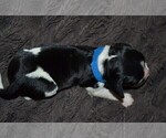 Small Photo #17 English Springer Spaniel Puppy For Sale in LITCHFIELD, MN, USA