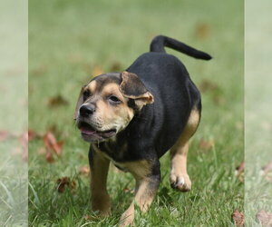 Leo - Male Australian Shepherd-Beagle Mix Dog for Adoption - Photo #3