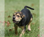 Small Photo #3 Australian Shepherd-Beagle Mix Puppy For Sale in Mechanicsburg, PA, USA