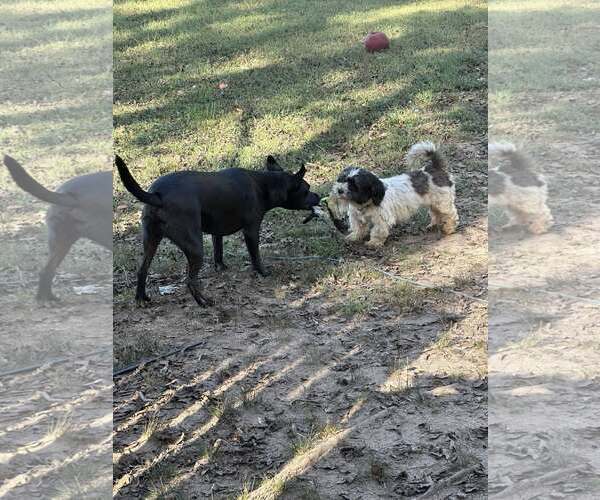 Medium Photo #3 Shih Tzu-Unknown Mix Puppy For Sale in Greenville, SC, USA