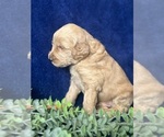 Small Photo #7 Goldendoodle Puppy For Sale in FLOWERY BRANCH, GA, USA