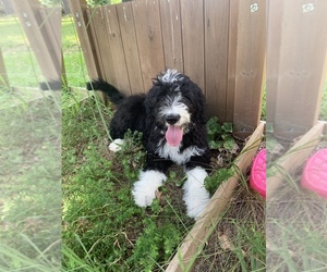Bernedoodle Puppy for sale in CLEVELAND, TN, USA
