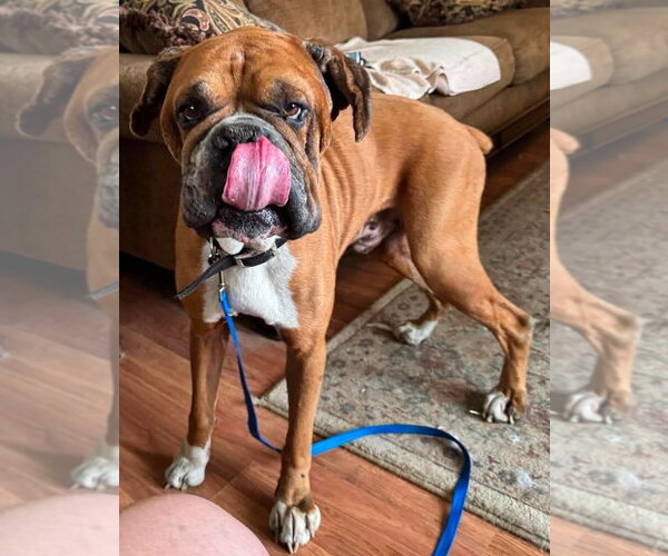 Medium Photo #2 Boxer Puppy For Sale in Burnsville, MN, USA