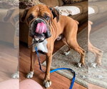 Small Photo #2 Boxer Puppy For Sale in Burnsville, MN, USA