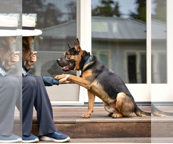 Medium Photo #4 French Bulldog-Unknown Mix Puppy For Sale in Marina Del Rey, CA, USA