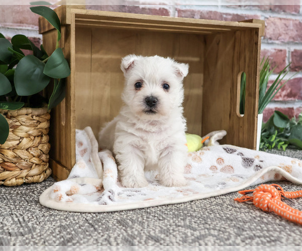 Medium Photo #4 West Highland White Terrier Puppy For Sale in SYRACUSE, IN, USA