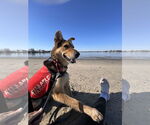 Small #4 German Shepherd Dog Mix