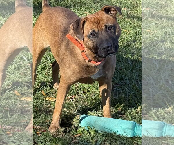 Medium Photo #5 Bullboxer Pit Puppy For Sale in Mooresville, NC, USA