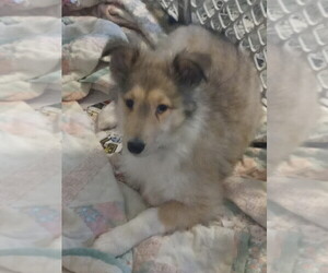 Collie Puppy for sale in ALLEN, MI, USA