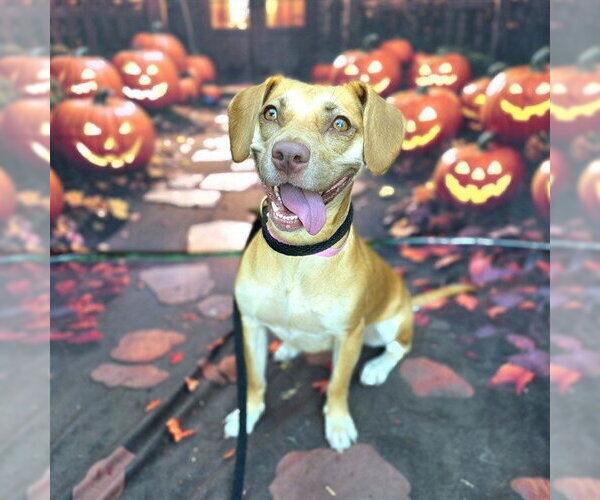Medium Photo #1 Beagle-Unknown Mix Puppy For Sale in Long Beach, CA, USA