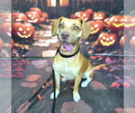 *ABILENE - Female Beagle-Unknown Mix Dog for Adoption - Small photo