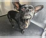 Small Chihuahua Mix