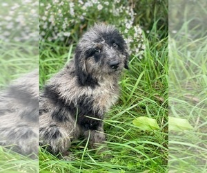 Goldendoodle (Miniature) Puppy for sale in IPSWICH, MA, USA