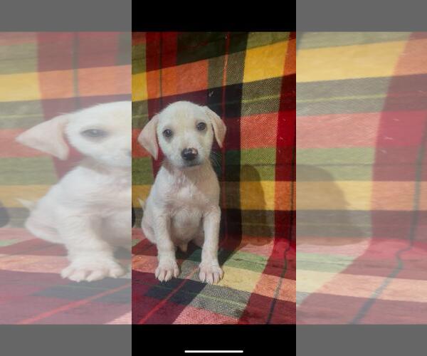 Medium Photo #1 Mutt Puppy For Sale in The Woodlands, TX, USA