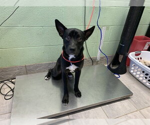 Labrador Retriever-Unknown Mix Dogs for adoption in Grand Prairie, TX, USA