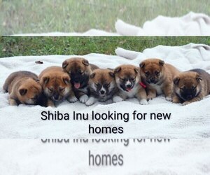 Shiba Inu Puppy for Sale in LOYAL, Wisconsin USA
