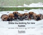 Small Shiba Inu