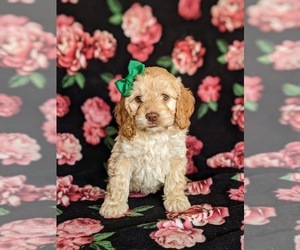 Cock-A-Poo Puppy for sale in KIRKWOOD, PA, USA